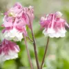 Pink Columbine Seeds Perennial Hardy Deer Rabbit Resistant Low Maintenance 30 Pcs Flower Seeds