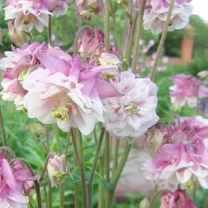 Pink Columbine Seeds Perennial Hardy Deer Rabbit Resistant Low Maintenance 30 Pcs Flower Seeds