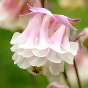 Pink Columbine Seeds Perennial Hardy Deer Rabbit Resistant Low Maintenance 30 Pcs Flower Seeds
