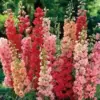 Pink Delphinium Mix Seeds 50 Count Perennial Flower Seeds for Blooming Gardens