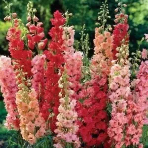 Pink Delphinium Mix Seeds 50 Count Perennial Flower Seeds for Blooming Gardens