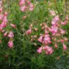Pink Penstemon Seeds - Herbaceous Perennial Flowers for Borders - Attracts Butterflies & Hummingbirds - Outdoor Garden Plant Seeds - 30 Pcs