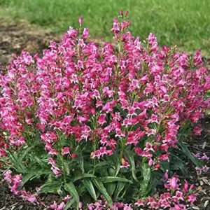 Pink Penstemon Seeds - Herbaceous Perennial Flowers for Borders - Attracts Butterflies & Hummingbirds - Outdoor Garden Plant Seeds - 30 Pcs