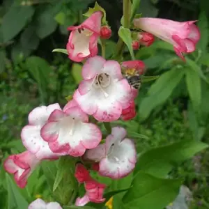 Pink Penstemon Seeds - Herbaceous Perennial Flowers for Borders - Attracts Butterflies & Hummingbirds - Outdoor Garden Plant Seeds - 30 Pcs