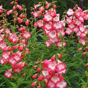 Pink Penstemon Seeds - Herbaceous Perennial Flowers for Borders - Attracts Butterflies & Hummingbirds - Outdoor Garden Plant Seeds - 30 Pcs