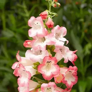 Pink Penstemon Seeds - Herbaceous Perennial Flowers for Borders - Attracts Butterflies & Hummingbirds - Outdoor Garden Plant Seeds - 30 Pcs
