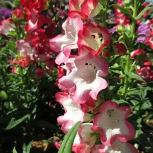 Pink Penstemon Seeds - Herbaceous Perennial Flowers for Borders - Attracts Butterflies & Hummingbirds - Outdoor Garden Plant Seeds - 30 Pcs