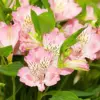 Pink Peruvian Lily Seeds Perennial, 10 Pcs, Outdoor Flower Seeds, Attracts Butterflies, Deer Resistant, Cut Flowers for Gardens & Containers