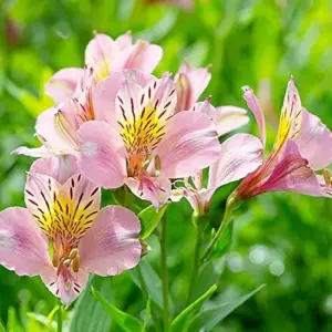 Pink Peruvian Lily Seeds Perennial, 10 Pcs, Outdoor Flower Seeds, Attracts Butterflies, Deer Resistant, Cut Flowers for Gardens & Containers