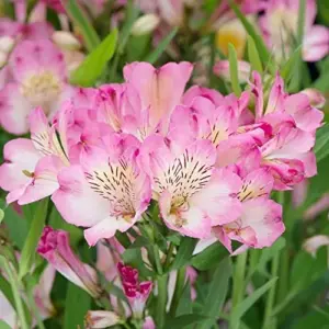 Pink Peruvian Lily Seeds Perennial, 10 Pcs, Outdoor Flower Seeds, Attracts Butterflies, Deer Resistant, Cut Flowers for Gardens & Containers