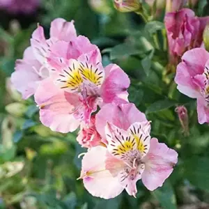 Pink Peruvian Lily Seeds Perennial, 10 Pcs, Outdoor Flower Seeds, Attracts Butterflies, Deer Resistant, Cut Flowers for Gardens & Containers