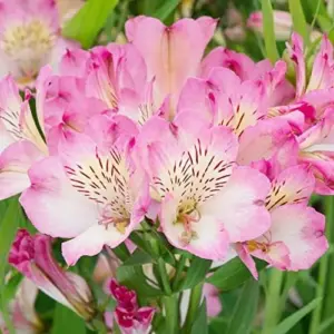 Pink Peruvian Lily Seeds Perennial, 10 Pcs, Outdoor Flower Seeds, Attracts Butterflies, Deer Resistant, Cut Flowers for Gardens & Containers