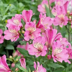 Pink Peruvian Lily Seeds Perennial, 10 Pcs, Outdoor Flower Seeds, Attracts Butterflies, Deer Resistant, Cut Flowers for Gardens & Containers