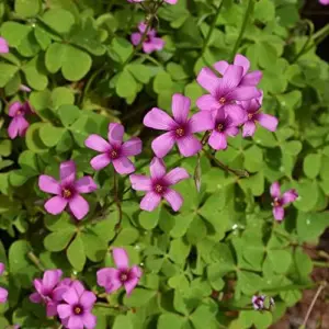 Pink Wood-Sorrel Seeds Perennial Flower 200Pcs Green Pink White Ornamental Herbaceous