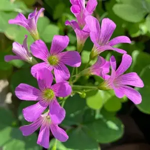 Pink Wood-Sorrel Seeds Perennial Flower 200Pcs Green Pink White Ornamental Herbaceous
