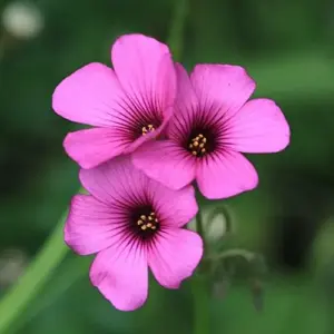 Pink Wood-Sorrel Seeds Perennial Flower 200Pcs Green Pink White Ornamental Herbaceous