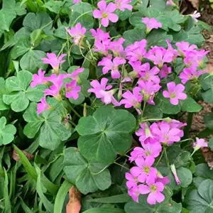 Pink Wood-Sorrel Seeds Perennial Flower 200Pcs Green Pink White Ornamental Herbaceous