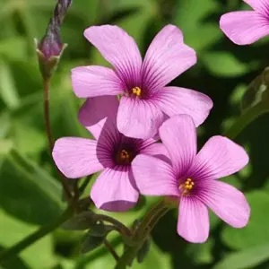 Pink Wood-Sorrel Seeds Perennial Flower 200Pcs Green Pink White Ornamental Herbaceous