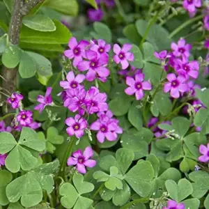 Pink Wood-Sorrel Seeds Perennial Flower 200Pcs Green Pink White Ornamental Herbaceous