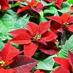 Poinsettia Seeds Christmas Star Perennial Landscape Hedges 100 Pcs Red Shrub Seeds