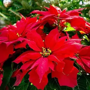 Poinsettia Seeds Christmas Star Perennial Landscape Hedges 100 Pcs Red Shrub Seeds