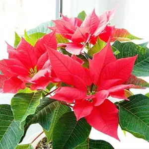 Poinsettia Seeds Christmas Star Perennial Landscape Hedges 100 Pcs Red Shrub Seeds