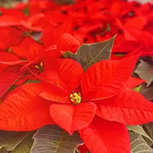 Poinsettia Seeds Christmas Star Perennial Landscape Hedges 100 Pcs Red Shrub Seeds