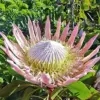 Protea Cynaroides Seeds King Protea Cape Artichoke Flower Seeds 60 Count Green Red White Drought Tolerant Deer Resistant