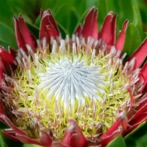 Protea Cynaroides Seeds King Protea Cape Artichoke Flower Seeds 60 Count Green Red White Drought Tolerant Deer Resistant