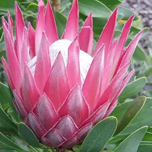 Protea Cynaroides Seeds King Protea Cape Artichoke Flower Seeds 60 Count Green Red White Drought Tolerant Deer Resistant
