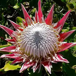 Protea Cynaroides Seeds King Protea Cape Artichoke Flower Seeds 60 Count Green Red White Drought Tolerant Deer Resistant