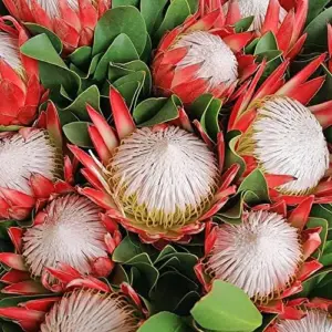 Protea Cynaroides Seeds King Protea Cape Artichoke Flower Seeds 60 Count Green Red White Drought Tolerant Deer Resistant