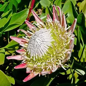 Protea Cynaroides Seeds King Protea Cape Artichoke Flower Seeds 60 Count Green Red White Drought Tolerant Deer Resistant