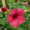 Purple Allamanda Seeds 100 Pcs - Evergreen Fragrant Ornamental Flower Seeds for Arbors Pergolas Trellises, Outdoor