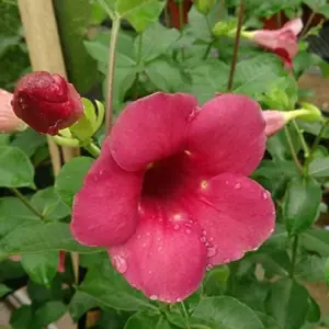 Purple Allamanda Seeds 100 Pcs - Evergreen Fragrant Ornamental Flower Seeds for Arbors Pergolas Trellises, Outdoor