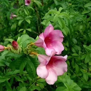 Purple Allamanda Seeds 100 Pcs - Evergreen Fragrant Ornamental Flower Seeds for Arbors Pergolas Trellises, Outdoor