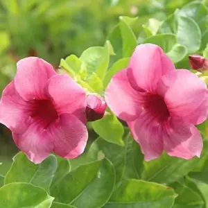 Purple Allamanda Seeds 100 Pcs - Evergreen Fragrant Ornamental Flower Seeds for Arbors Pergolas Trellises, Outdoor