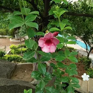 Purple Allamanda Seeds 100 Pcs - Evergreen Fragrant Ornamental Flower Seeds for Arbors Pergolas Trellises, Outdoor