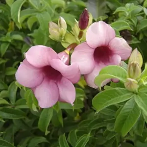 Purple Allamanda Seeds 100 Pcs - Evergreen Fragrant Ornamental Flower Seeds for Arbors Pergolas Trellises, Outdoor
