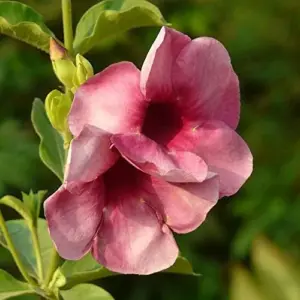 Purple Allamanda Seeds 100 Pcs - Evergreen Fragrant Ornamental Flower Seeds for Arbors Pergolas Trellises, Outdoor