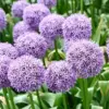 Purple Allium Giganteum Seeds - 50 Pcs Giant Ornamental Onion Perennial Non-GMO Drought Tolerant Flower Seeds for Home Garden