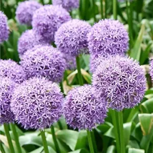 Purple Allium Giganteum Seeds - 50 Pcs Giant Ornamental Onion Perennial Non-GMO Drought Tolerant Flower Seeds for Home Garden