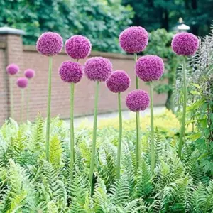 Purple Allium Giganteum Seeds - 50 Pcs Giant Ornamental Onion Perennial Non-GMO Drought Tolerant Flower Seeds for Home Garden