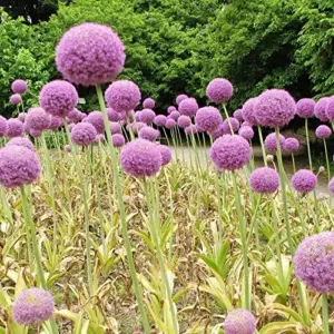 Purple Allium Giganteum Seeds - 50 Pcs Giant Ornamental Onion Perennial Non-GMO Drought Tolerant Flower Seeds for Home Garden