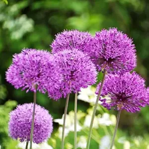 Purple Allium Giganteum Seeds - 50 Pcs Giant Ornamental Onion Perennial Non-GMO Drought Tolerant Flower Seeds for Home Garden