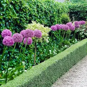 Purple Allium Giganteum Seeds - 50 Pcs Giant Ornamental Onion Perennial Non-GMO Drought Tolerant Flower Seeds for Home Garden
