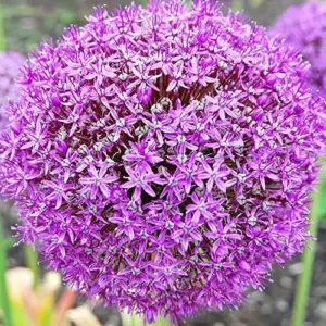 Purple Allium Giganteum Seeds - 50 Pcs Giant Ornamental Onion Perennial Non-GMO Drought Tolerant Flower Seeds for Home Garden