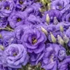 Purple Lisianthus Seeds - 20 Pcs Perennial Cut Flower Seeds, Heirloom & Non-GMO for Containers & Raised Beds