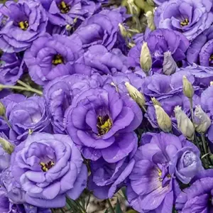 Purple Lisianthus Seeds - 20 Pcs Perennial Cut Flower Seeds, Heirloom & Non-GMO for Containers & Raised Beds