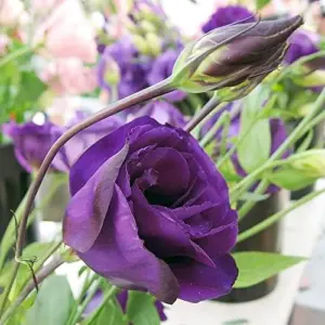 Purple Lisianthus Seeds - 20 Pcs Perennial Cut Flower Seeds, Heirloom & Non-GMO for Containers & Raised Beds